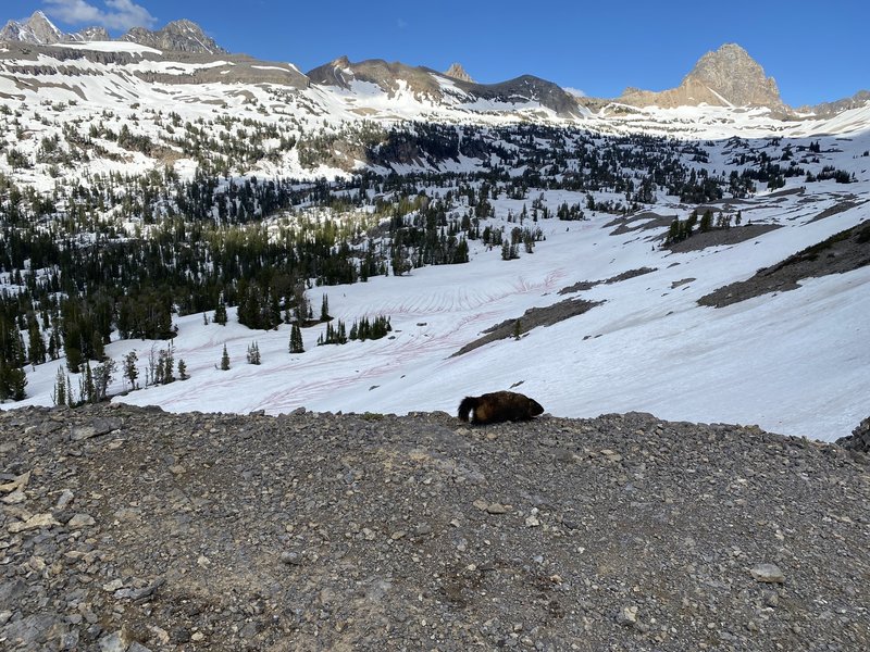 Marmot walking across the top of the Sheep Steps, looking into Alaska Basin. Buck Mountain in upper right corner. June 2020.