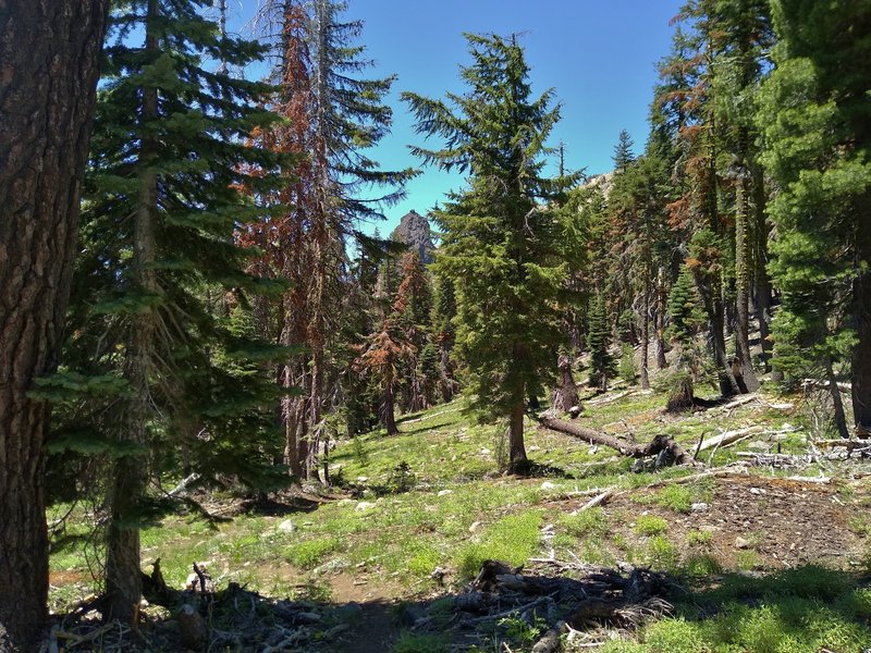 Crumbaugh Lake Trail travels through beautiful, sunlit fir forest with glimpses of rugged peaks through the trees.