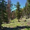 Crumbaugh Lake Trail travels through beautiful, sunlit fir forest with glimpses of rugged peaks through the trees.