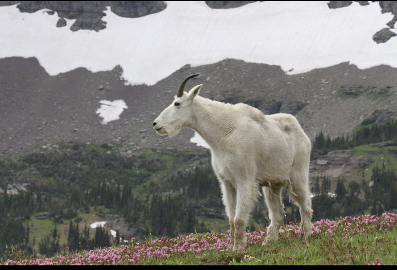 Mountain goat on the trail