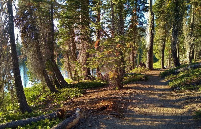 Summit Lake Amphitheater Trail runs through the beautiful pine forest as it circles Summit Lake.