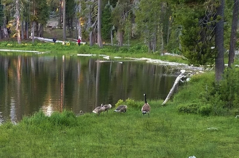 Geese family and people family exploring Summit Lake on a quiet summer evening.