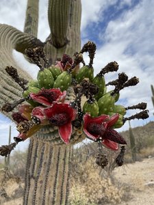 Blooming Saguaro