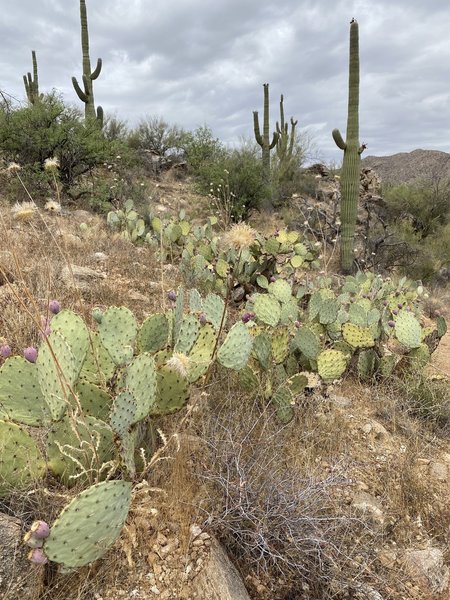 Prickly pear by the side of the trail