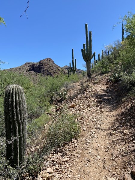 Approaching Colossal Cave Park