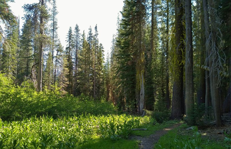 A creek with plenty of Mule's Ear plants on its banks, is to the left of Kings Creek Trail as it runs through the backcountry fir forest.