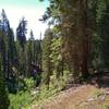 Kings Creek is in the valley to the left of Kings Creek Trail here in beautiful fir forest of the backcountry.