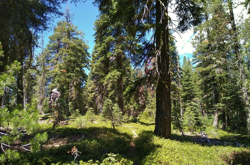 The beautiful, sunlit fir forest with Bench Lake Trail running through it, deep in the Lassen Volcanic National Park backcountry.