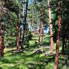 The bark on the Ponderosa Pine is especially pleasing in this grove.