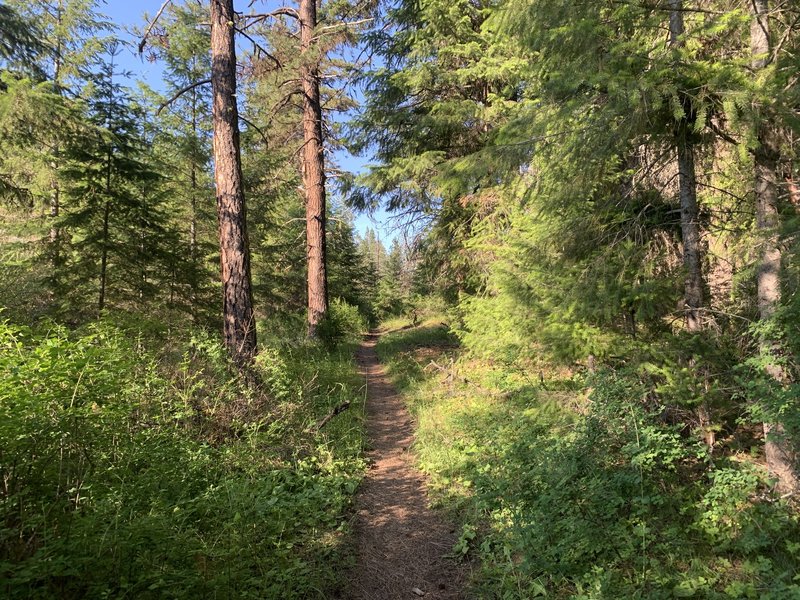 Lush forest on the lower portion of the trail.