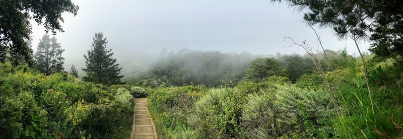 Fog on the trail.