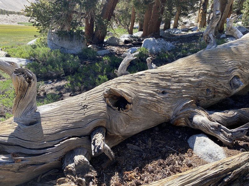 Cute marmots are all around! There's one in this hole if you look closely.