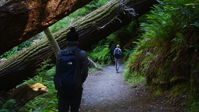 Hiking under fallen redwoods on the way down to Tall Trees Grove.
