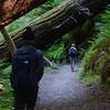 Hiking under fallen redwoods on the way down to Tall Trees Grove.