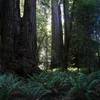 Redwoods near the start of the Tall Trees Grove.