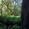 A giant redwood at the border of the Tall Trees Grove.