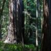 Redwoods along the Tall Trees Grove Trail.