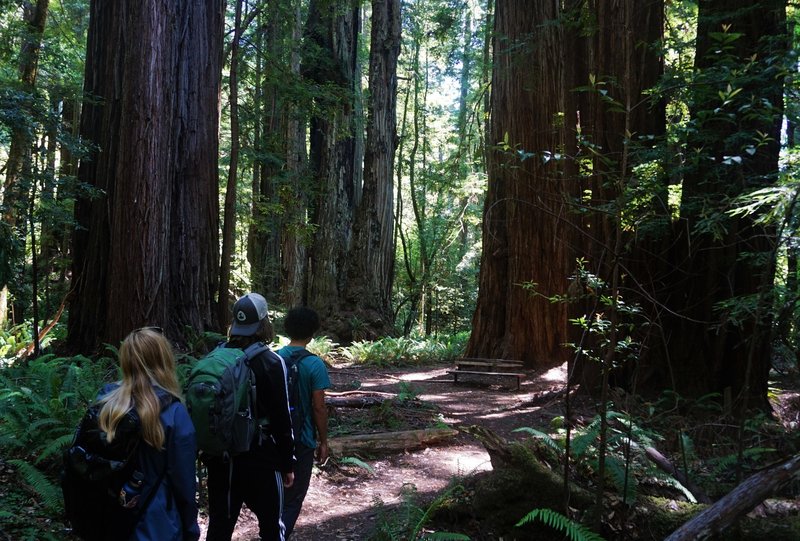 Hikers heading through the Tall Trees Grove.