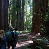 Hikers heading through the Tall Trees Grove.