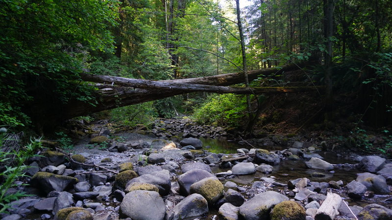 A creek in the Humboldt Redwoods.