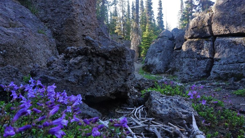 Wildflowers along the Davis Canyon trail at Sparks Lake.