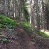 The beginning of the trail in the forest.