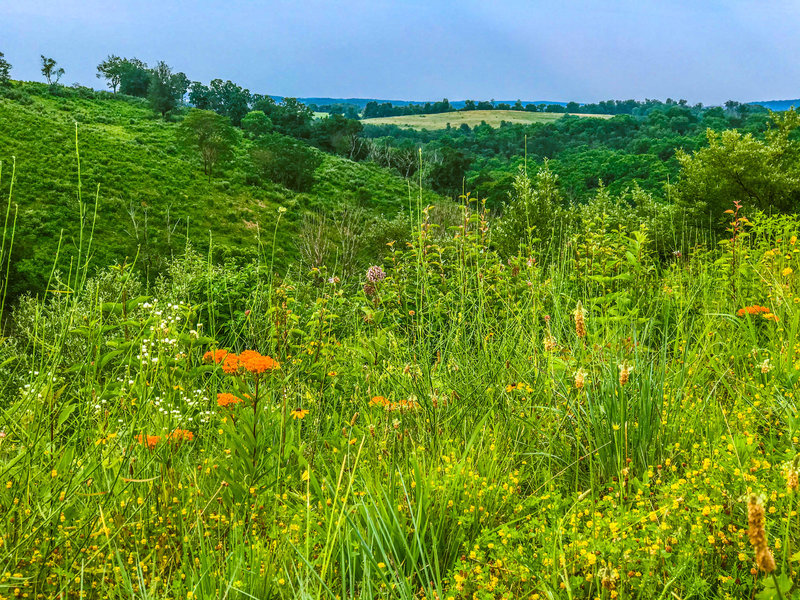 Summer wildflowers in the foreground