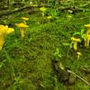 I believe these are false chanterelles. I don't remember the exact location for this photo, but they are all over the place.