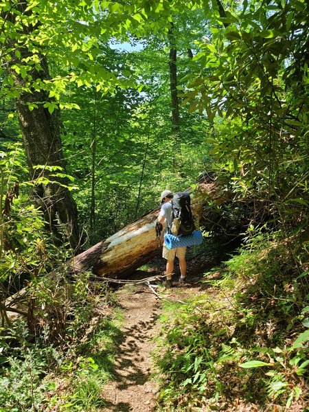 Huge tree blow-down on Deep Creek Trail.