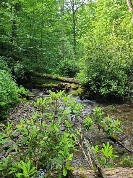 Found the creek on Deep Creek Trail.