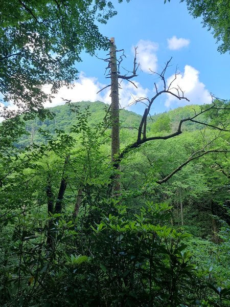 Old Growth forest on Deep Creek Trail