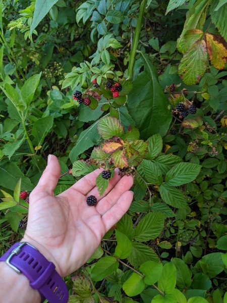 Blackberries on the North Ridge Trail near the Mississippi Rd Access.