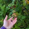 Blackberries on the North Ridge Trail near the Mississippi Rd Access.