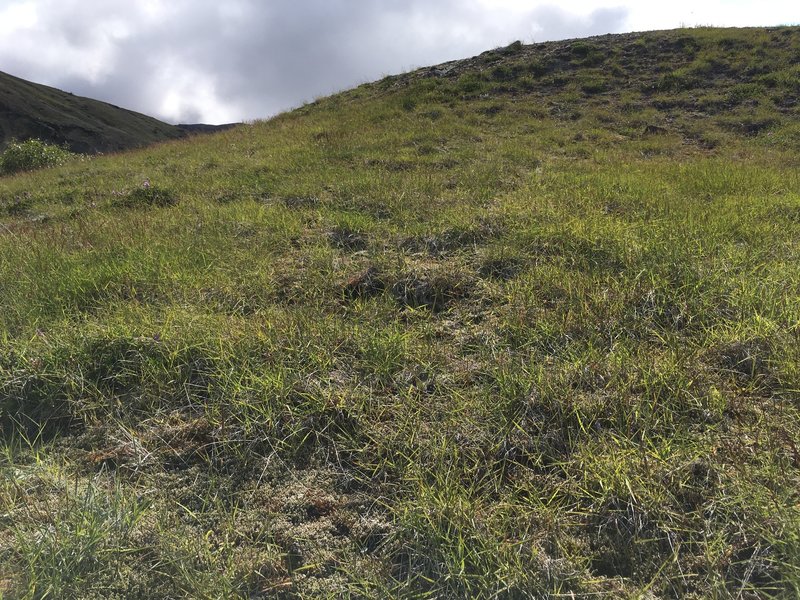 Grassy hillside