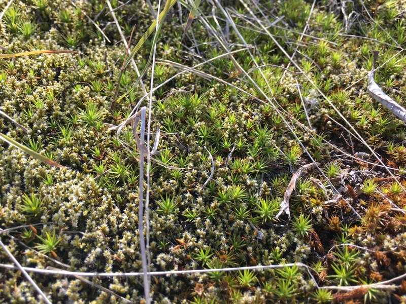 Alpine ground cover