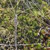 Alpine ground cover