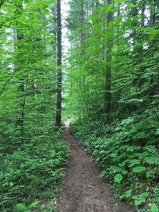 A walk in the forest