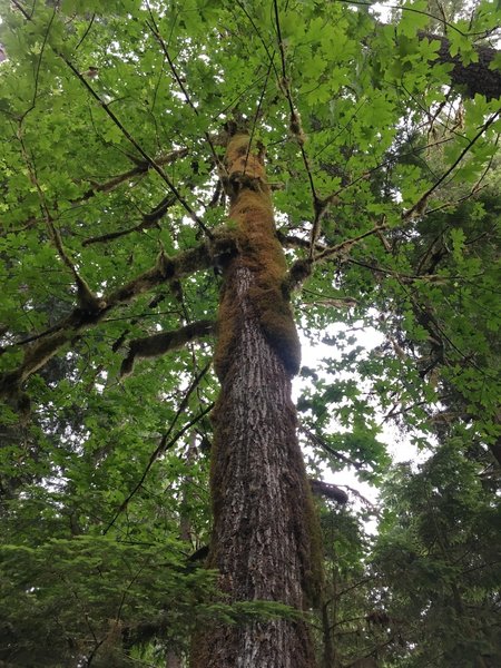 Mossy tree