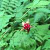 Berries in season