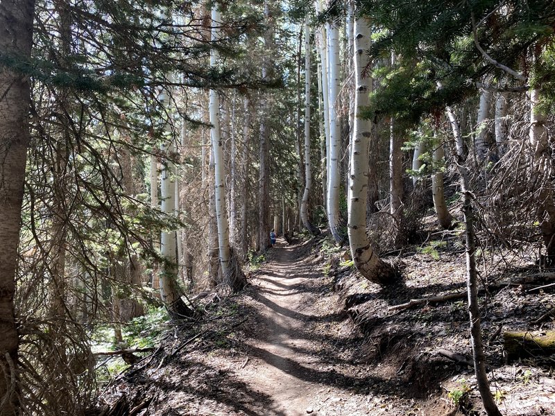 Running Through The Trees on the Mid Mountain Trail