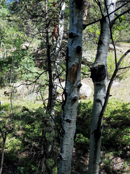 Fresh Bear Markings on the Aspens