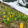 Some avalanche lilies and late snow in early July