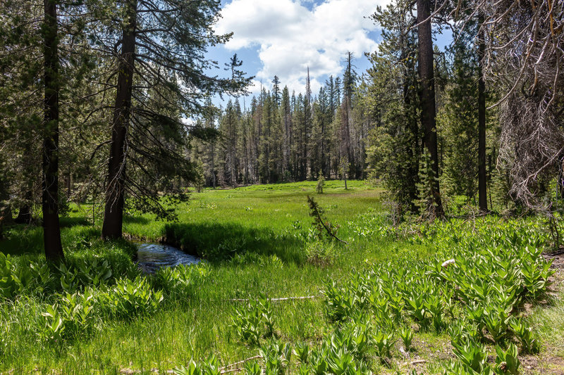 One of the larger meadows along Grassy Creek