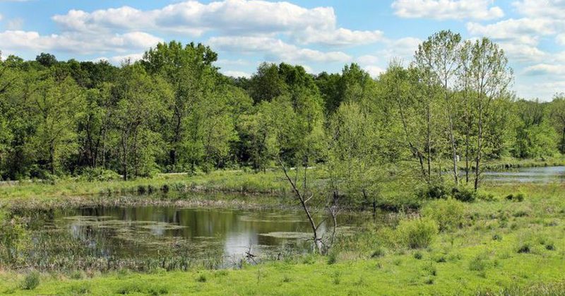 Cells of the wetland system