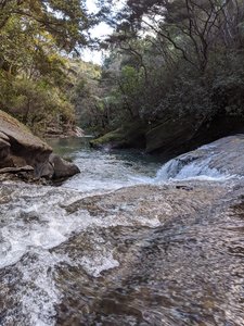 Mokoroa Stream