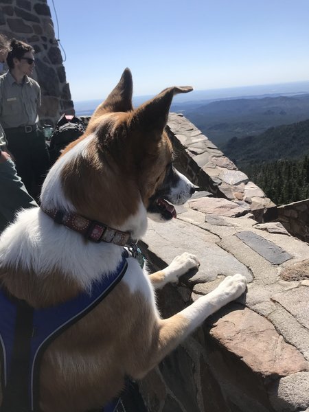 Even Dakota thinks the view is spectacular