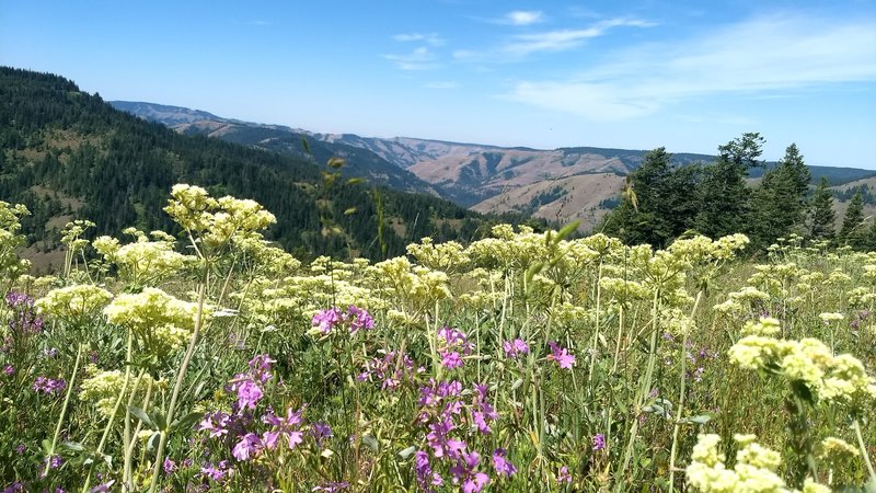 Wildflowers in a meadow at roughly 3 miles