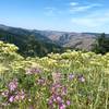 Wildflowers in a meadow at roughly 3 miles