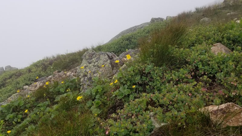 Alpine Meadow on Franconia Ridge Trail Loop near Mt. Lafayette Summit Fogged in July 3 2020