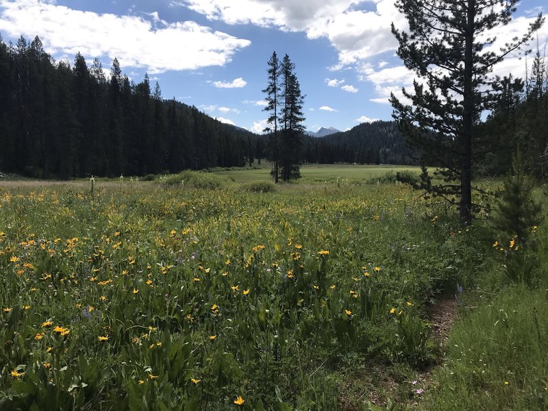 Bailey Creek Trailhead 3071 from trail, 17July 2020